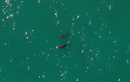 Loài vật quý hiếm bậc nhất thế giới, chỉ còn lại đúng 10 con