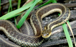 5 dấu hiệu nhận biết ngôi nhà "hút rắn"