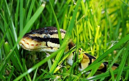 Nhà có 6 đặc điểm này, đừng trách vì sao rắn hay tìm đến