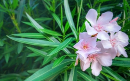 5 loại cây không nên trồng trong nhà: Mang vận rủi, thậm chí gây nguy hiểm cho sức khỏe