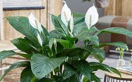 5 loại cây hút formaldehyde mạnh nhất, NASA khuyên trồng