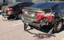 Thành phố nóng nhất thế giới: Cá bị luộc chín, chim rơi xuống đất mà con người vẫn bám trụ bằng cách này