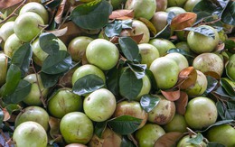 Rộn ràng vú sữa Lò Rèn, nhà vườn "bỏ túi" hàng trăm triệu đồng