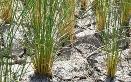 Buồn của vựa lúa lớn thứ 4 thế giới: Gạo Ấn Độ gây áp lực khiến xuất khẩu giảm một nửa, mất ưu đãi thuế 1%