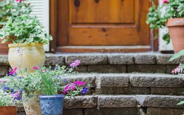 10 loại cây trồng trước nhà cực hợp: Hàng xóm nhìn thấy sẽ phải gọi điện ngay cho bạn