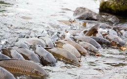 Phát minh của Trung Quốc làm rung chuyển ngành thủy sản và thực phẩm: Tạo ra giống cá diếc không xương dăm, năng suất cao nhưng chi phí thấp