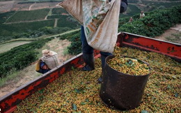 Bất chấp sản lượng giảm mạnh, một 'đặc sản' của Cuba được giải thưởng ngon nhất thế giới - Việt Nam cũng nằm trong danh sách