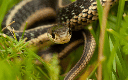 11 loại cây đuổi rắn tốt nhất: Loại cuối cùng quá chuẩn, rắn độc cũng phải sợ