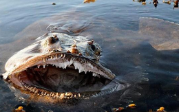 "Thủy quái" của biển khơi, nhìn qua đã thấy rùng mình nhưng thịt ngon khó cưỡng lại bổ như sâm, là "món hiếm" trong giới ẩm thực