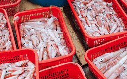 Không phải sầu riêng, một kho báu của Việt Nam được Thái Lan liên tục săn lùng: Xuất khẩu tăng trưởng mạnh, nước ta thu về hàng trăm triệu USD