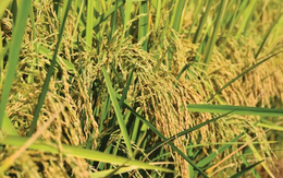 Giá gạo lao dốc, Thái Lan bất ngờ tìm ra một vị cứu tinh tại châu Á: Xuất khẩu gấp 6 lần năm trước cộng lại, là quốc gia đang thiếu hụt trầm trọng