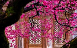 Chỉ cần 4 cây này còn xanh trong nhà: Công danh vượng phát, con cháu dễ thành tài