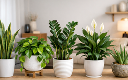 Không phải ngẫu nhiên 10 nhà khá giả thì 9 nhà đặt cây ở phòng khách: 5 loại cây mang tới vượng khí, tốt cho sức khỏe