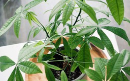 Loại cây được vinh danh là “Cây của năm 2026”: Tượng trưng cho tài lộc, lọc không khí cực đỉnh
