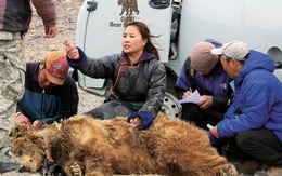 Hiếm hơn cả gấu trúc: "Bóng ma sa mạc" chỉ còn chưa đầy 50 cá thể và bên bờ vực tuyệt chủng