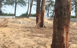 Ai đang “bức tử” rừng phi lao ven biển Quảng Trị?