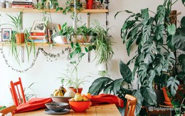 Cây xanh có thực sự giúp lọc không khí trong nhà? Dưới đây là tất cả những gì bạn cần biết