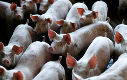 Buồn của nền kinh tế lớn nhất châu Á: Ồ ạt xây chung cư lợn nhưng dư cung khiến doanh nghiệp thua lỗ, giá thịt giảm sốc chỉ còn 1/3