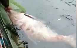 Bắt được "Quái ngư" dưới lòng hồ thủy điện Na Hang: Kích thước cực kỳ hiếm gặp