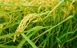 Giống lúa tạo cột mốc lịch sử, mở cánh cửa đưa gạo Việt vào thị trường khắt khe bậc nhất thế giới