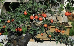 Phát ghen với nhà nào trồng 4 cây này: Hoa thơm quả đẹp, ví như "vàng ròng trời ban"