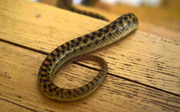 6 dấu hiệu cho thấy rắn đang có mặt trong nhà bạn