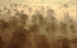 Rừng châu Phi chính thức đảo ngược: Từ lá phổi xanh thành nguồn phát thải carbon