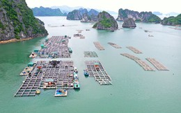 Người Nhật thắt lưng buộc bụng, hàng Việt Nam vẫn "cháy hàng" ở thị trường khó tính bậc nhất thế giới