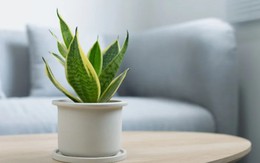 7 loại cây có khả năng hút khí độc, lọc sạch 85% không khí trong 24h, nên trồng ngay trong những ngày ô nhiễm nặng