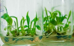 'Cây giảm nghèo' giúp nhiều nông dân thành tỷ phú: Xuất khẩu sang toàn nước lớn