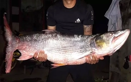 "Quái ngư" dưới lòng sông Đà: Hung tợn, uy lực, được ví như "cá mập sông"