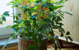 9 loại cây vừa đuổi muỗi hiệu quả, vừa hút tài lộc, sức khỏe gia chủ tốt lên thấy rõ: Nhà nào cũng nên trồng