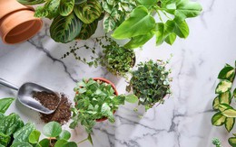 7 loại cây không nên trồng trong nhà: Vừa là biểu tượng của vận xui, vừa chứa chất độc