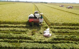 Tìm giải pháp để trồng 1 triệu ha lúa 'xanh' vào 2030