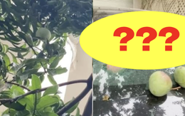 Quả xoài "tai tiếng" nhất Việt Nam: Khiến một nữ đại gia tốn cả trăm triệu vẫn chỉ biết "im lặng chịu trận"