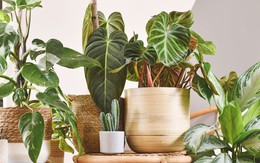 9 loại cây tuyệt đối không nên trồng trong nhà có trẻ nhỏ