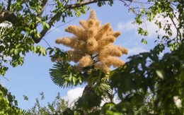 Loài cây hiếm bậc nhất hành tinh nở ra 25 triệu bông hoa 1 lần duy nhất sau 70 năm, cả thế giới ngước nhìn choáng ngợp