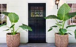 4 loại cây không nên đặt ở cửa ra vào