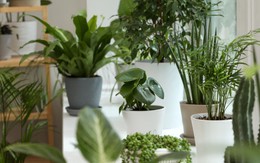 Nhà có trẻ con, đừng dại mà trồng 5 loại cây này