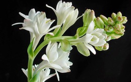 Loại hoa người Việt hay cắm trên bàn thờ, là “thuốc quý" cho sức khỏe, sau Tết chớ vội vứt đi