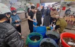 Ngày rằm tháng Giêng, hàng cá phóng sinh đông nghịt, người mua không thèm mặc cả