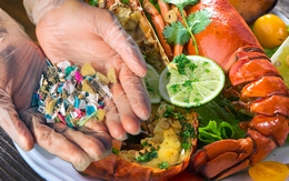 2 loại hải sản chứa đầy hạt vi nhựa nhưng nhiều người Việt ăn mỗi ngày mà không biết mối nguy hại cho sức khỏe