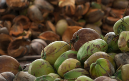 Sau sầu riêng, một báu vật trời ban của Việt Nam được cả thế giới ưa chuộng: Xuất khẩu hơn 1 tỷ USD, Trung Quốc tích cực 'chốt đơn'