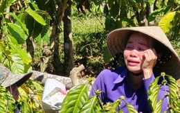 Anh rể phá vườn cà phê để em vợ... cho quan hệ tình cảm?