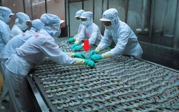 Vượt Mỹ, vì sao Trung Quốc chi hơn 800 triệu USD để nhập khẩu một sản vật dưới nước của Việt Nam?