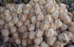 Báu vật trời ban của Việt Nam thẳng tiến vào top 5 thế giới, Trung Quốc ồ ạt "chốt đơn"