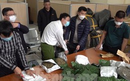 Đề nghị truy tố 14 đối tượng mua bán, vận chuyển 700 kg cần sa