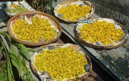 Loài hoa biểu tượng cho giàu sang, phú quý, sau Tết chớ vội vứt đi vì là 'thuốc quý'