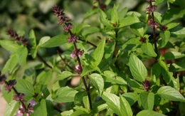 Việt Nam có "vua của các loại rau thơm", ăn vào bổ cho tim mạch, ngừa cả ung thư