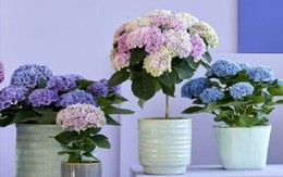 Loại hoa được ví là biểu tượng tình yêu, thường được cắm trong nhà nhưng cực độc